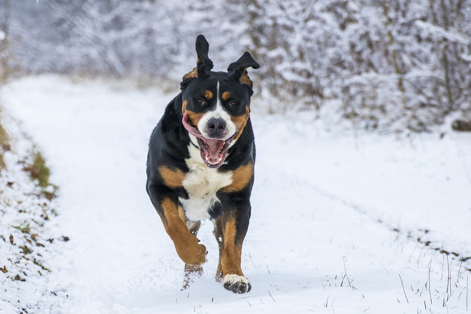 un chien jouant sur la neige