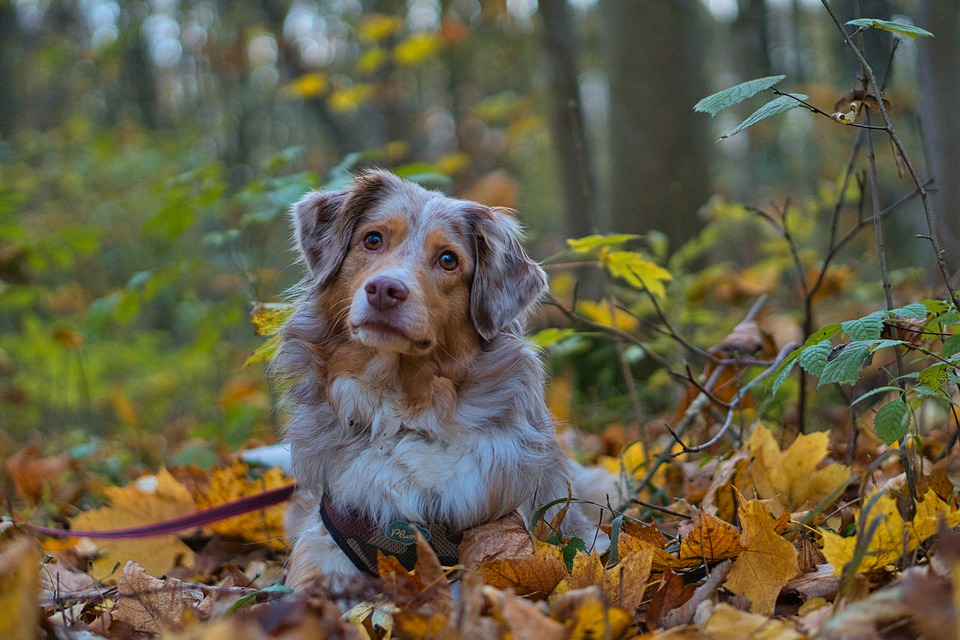 un chien dans le parc canin de la Base Plein Air Saite-Foy