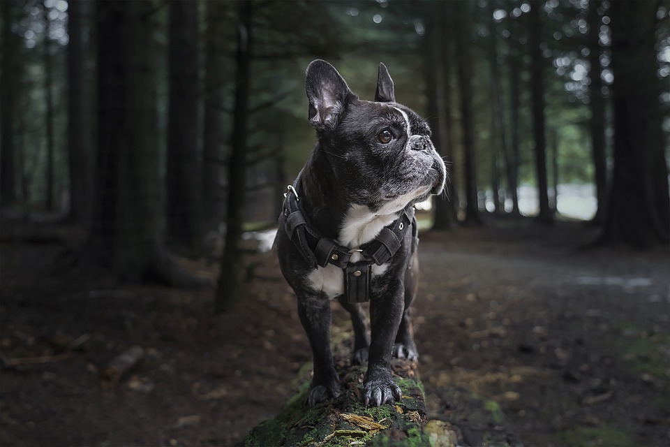 un chien dans le parc canin de la Base Plein Air Saite-Foy