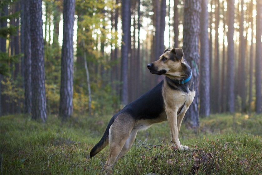 un chien dans le parc canin de la Base Plein Air Saite-Foy