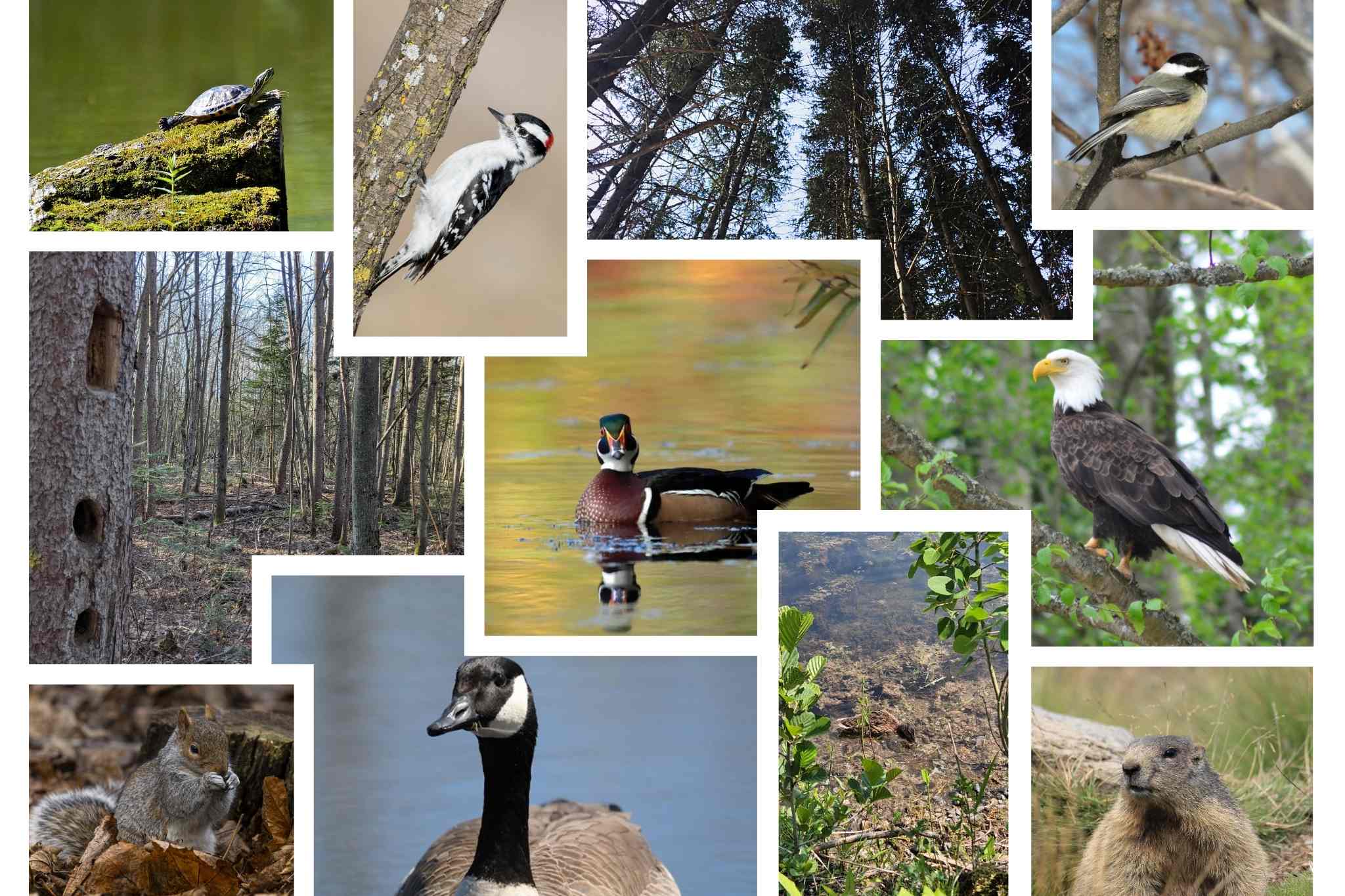 collage photo des animaux et faune
